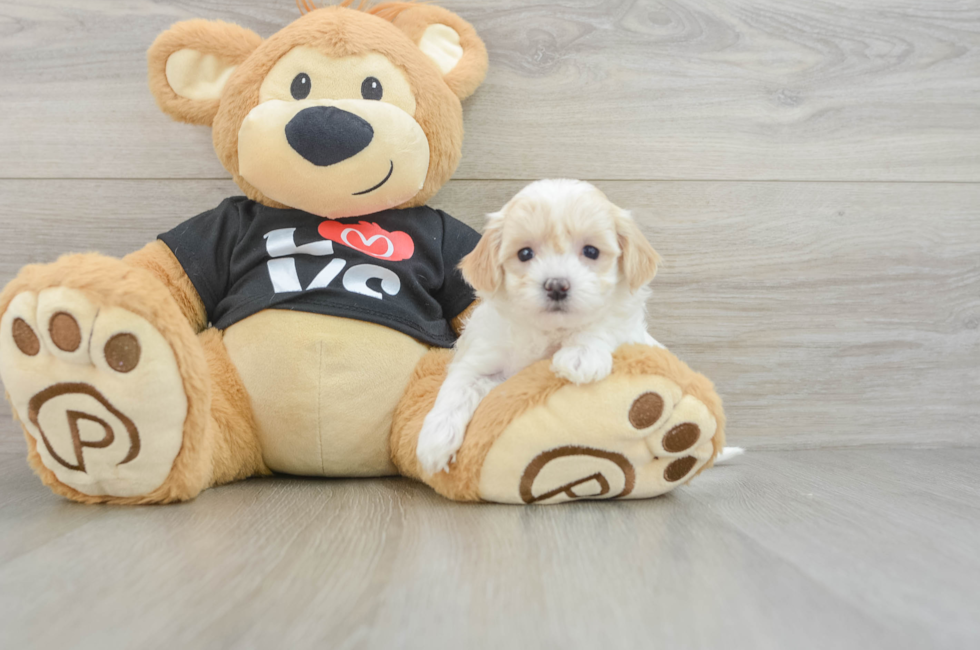 5 week old Maltipoo Puppy For Sale - Pilesgrove Pups