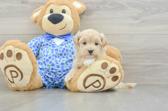 Maltipoo Pup Being Cute