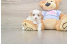 Best Maltipoo Baby