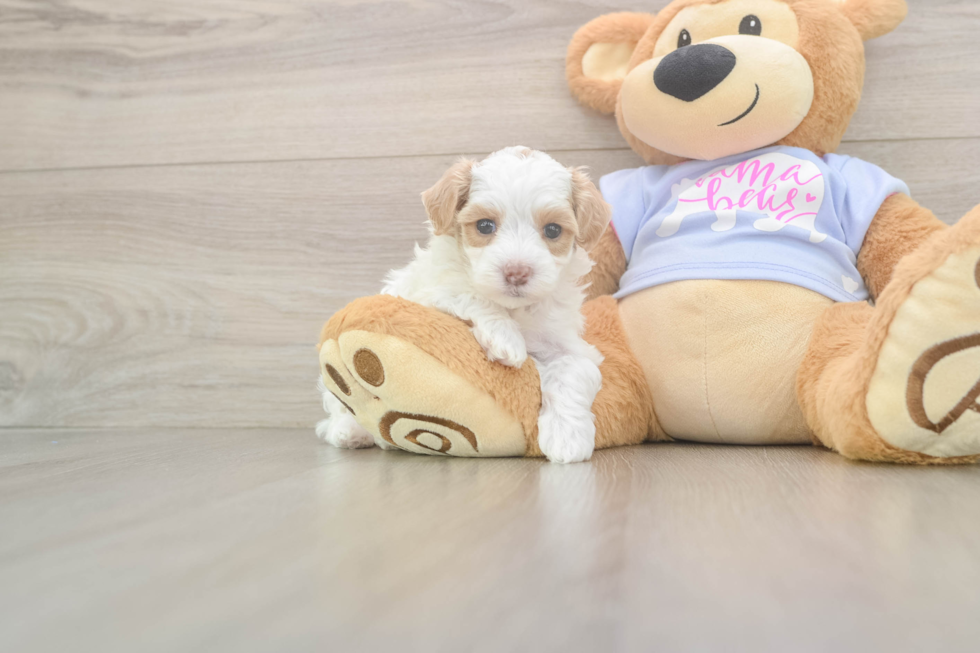 Best Maltipoo Baby