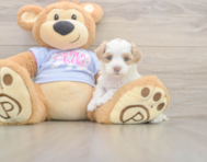 7 week old Maltipoo Puppy For Sale - Pilesgrove Pups