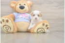 Energetic Maltidoodle Poodle Mix Puppy