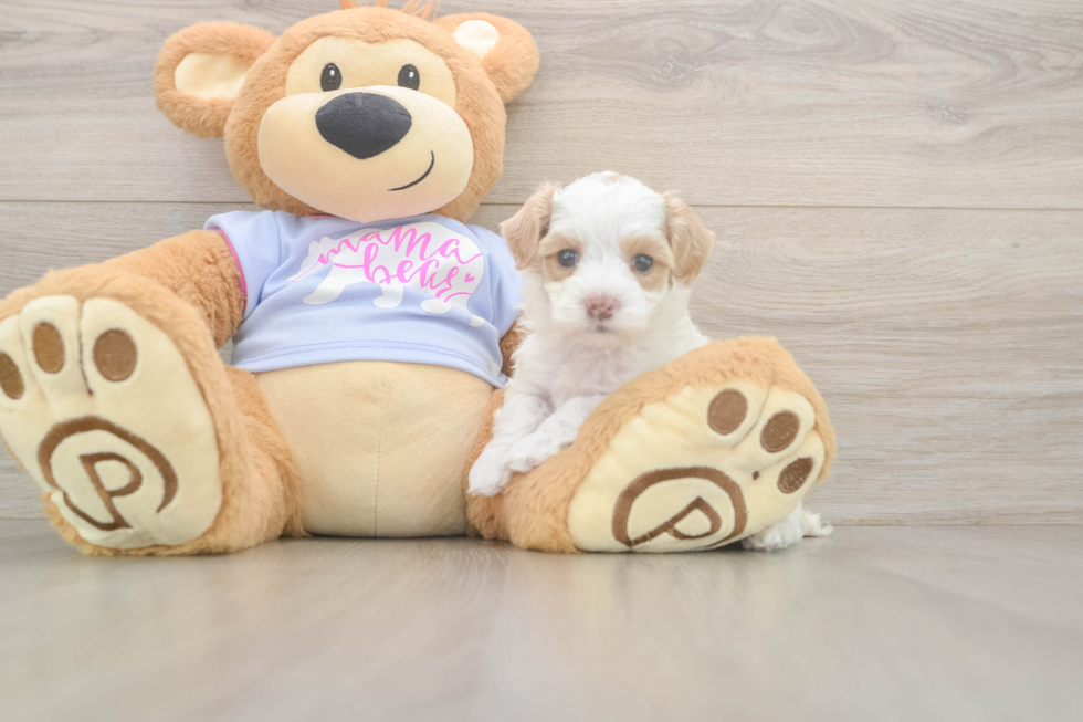 Energetic Maltidoodle Poodle Mix Puppy