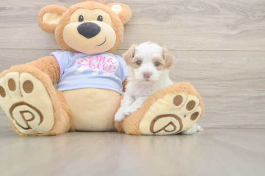 Energetic Maltidoodle Poodle Mix Puppy