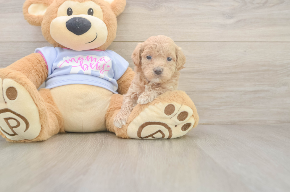 5 week old Maltipoo Puppy For Sale - Pilesgrove Pups
