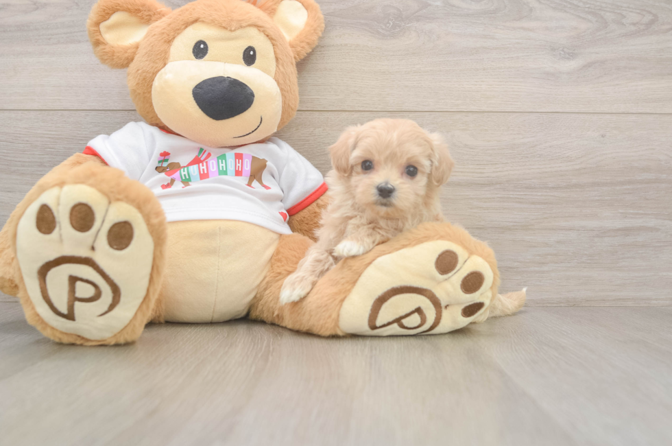 6 week old Maltipoo Puppy For Sale - Pilesgrove Pups