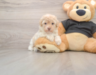 7 week old Maltipoo Puppy For Sale - Pilesgrove Pups