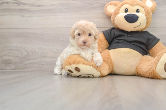 Happy Maltipoo Baby