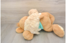 Playful Maltepoo Poodle Mix Puppy