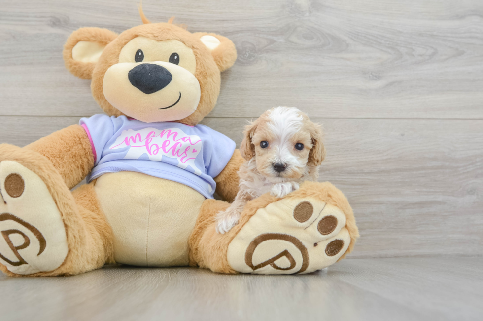 6 week old Maltipoo Puppy For Sale - Pilesgrove Pups