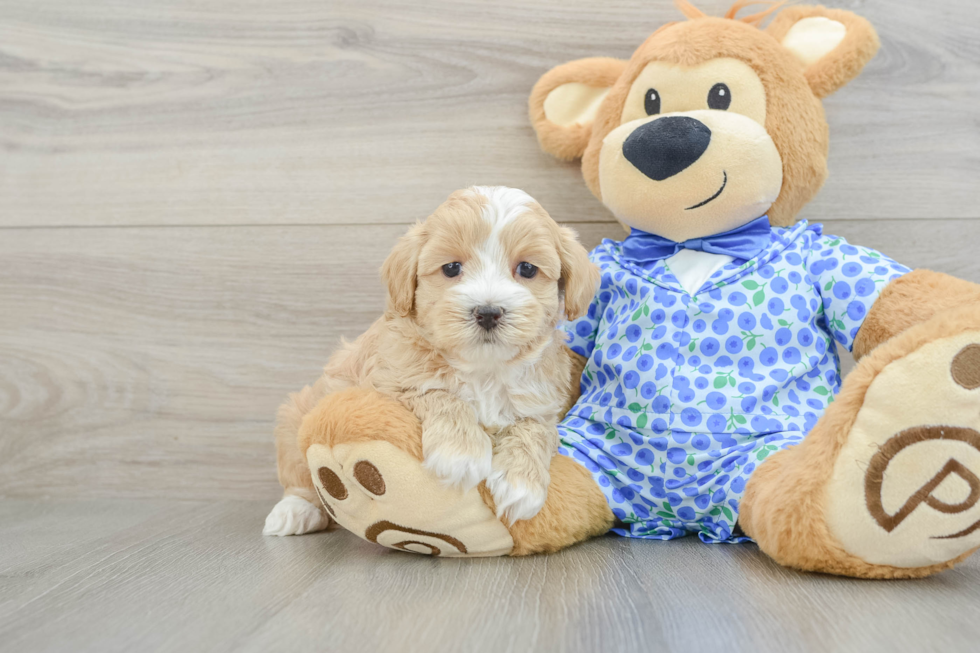 Cute Maltipoo Baby