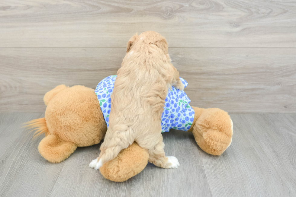 Maltipoo Pup Being Cute