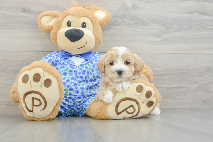 Popular Maltipoo Poodle Mix Pup
