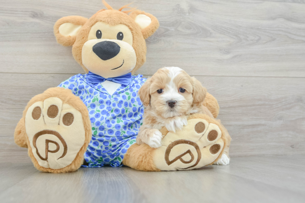 Popular Maltipoo Poodle Mix Pup