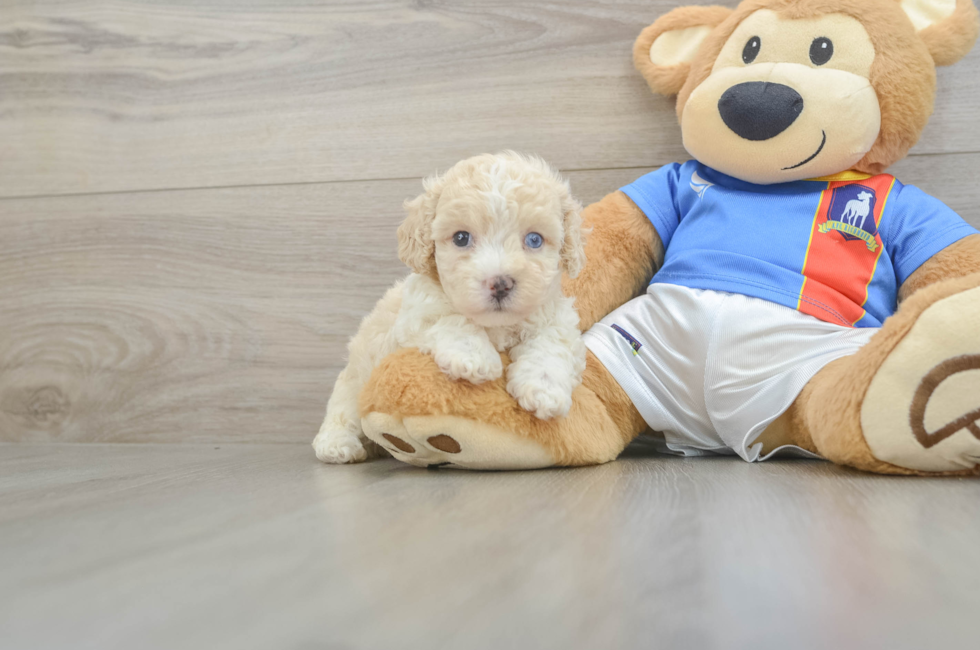 5 week old Maltipoo Puppy For Sale - Pilesgrove Pups