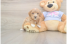 Best Maltipoo Baby