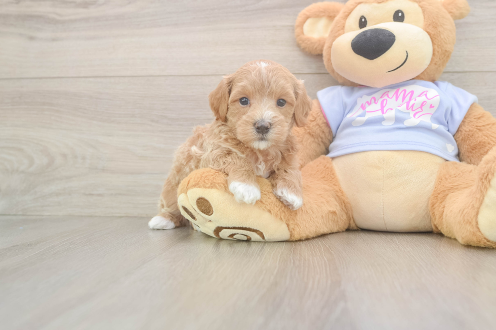 Best Maltipoo Baby