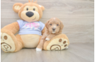 Maltipoo Puppy for Adoption