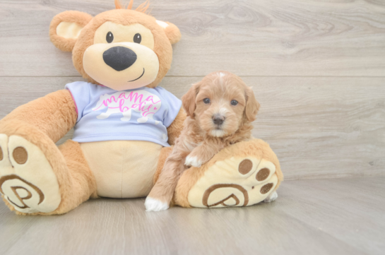 Maltipoo Puppy for Adoption