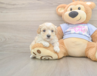8 week old Maltipoo Puppy For Sale - Pilesgrove Pups