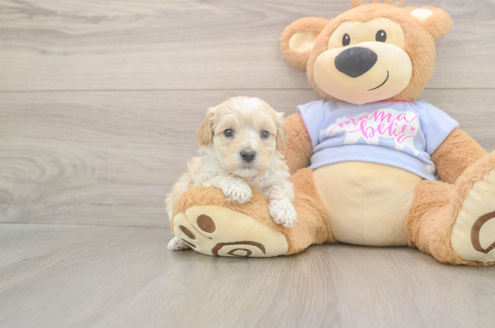 5 week old Maltipoo Puppy For Sale - Pilesgrove Pups