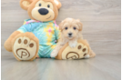 Smart Maltipoo Poodle Mix Pup