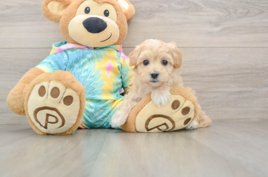 Smart Maltipoo Poodle Mix Pup