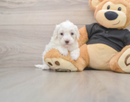 7 week old Maltipoo Puppy For Sale - Pilesgrove Pups