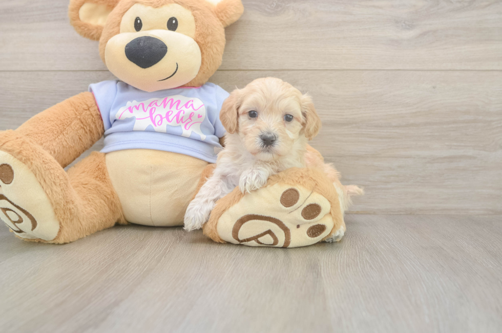 5 week old Maltipoo Puppy For Sale - Pilesgrove Pups