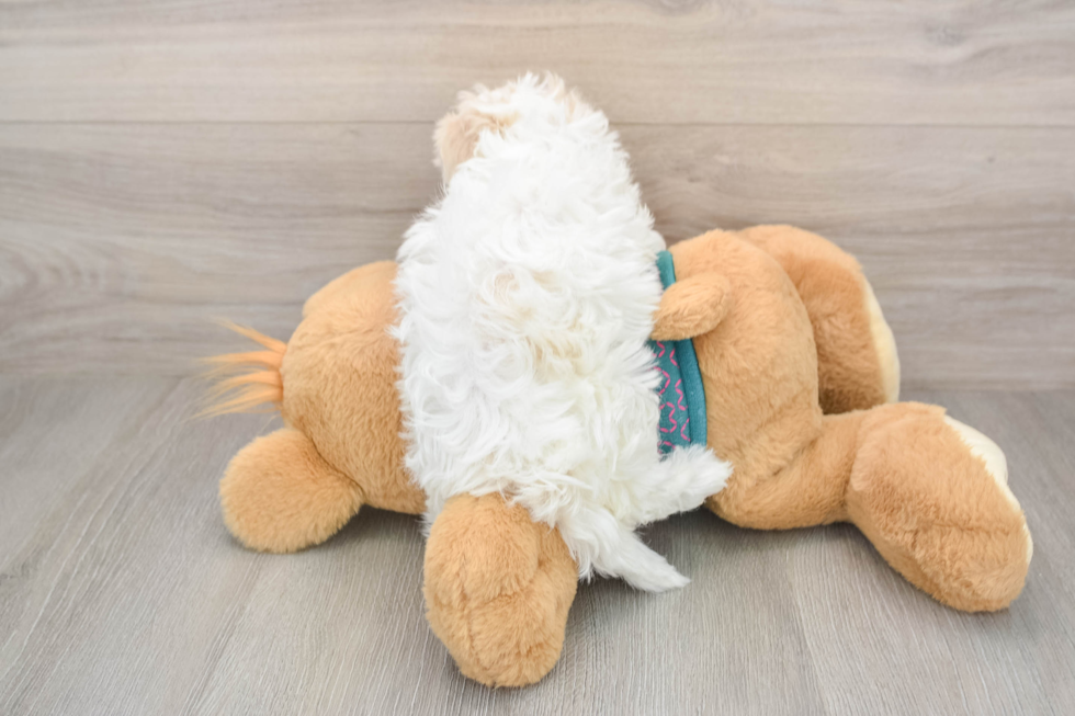 Maltipoo Pup Being Cute