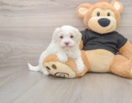 7 week old Maltipoo Puppy For Sale - Pilesgrove Pups