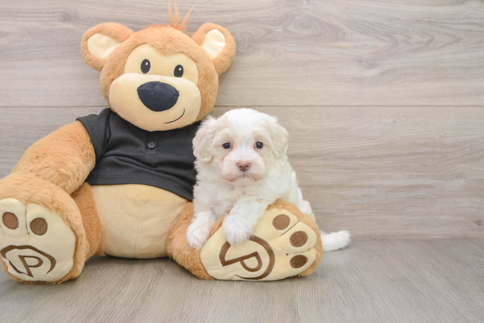 Maltipoo Pup Being Cute