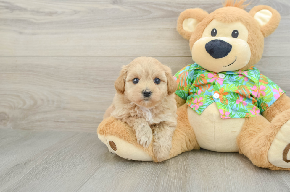 7 week old Maltipoo Puppy For Sale - Pilesgrove Pups