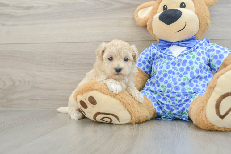 Maltipoo Puppy for Adoption