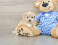 8 week old Maltipoo Puppy For Sale - Pilesgrove Pups
