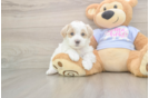 Happy Maltipoo Baby