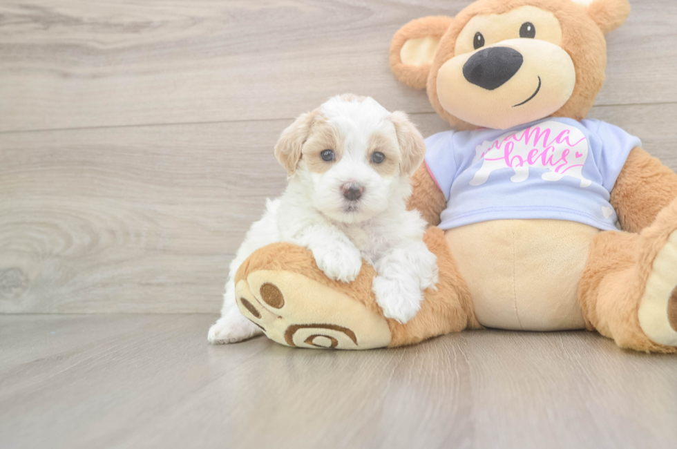 5 week old Maltipoo Puppy For Sale - Pilesgrove Pups