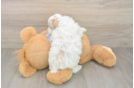 Maltipoo Pup Being Cute