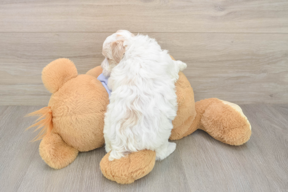 Maltipoo Pup Being Cute