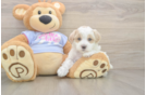 Popular Maltipoo Poodle Mix Pup