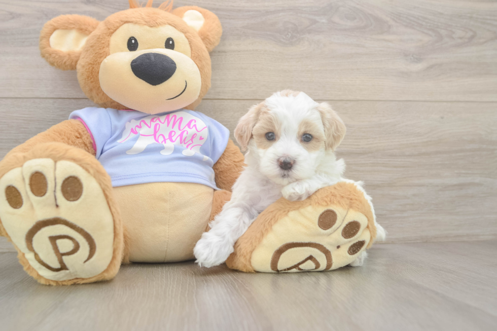 Popular Maltipoo Poodle Mix Pup