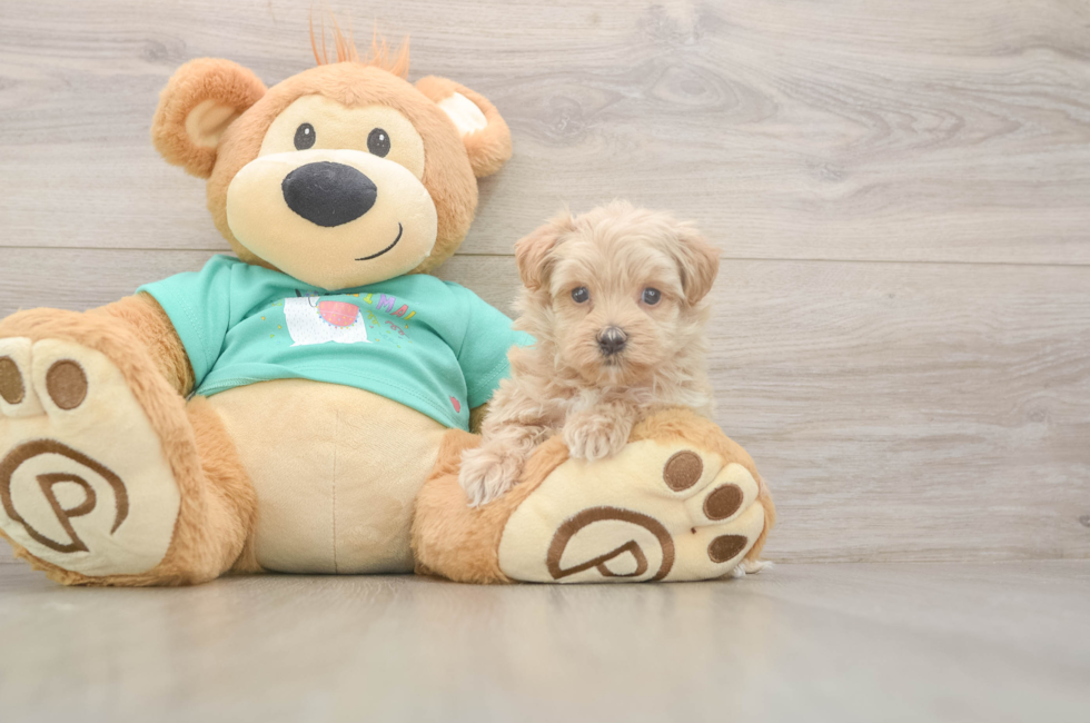 5 week old Maltipoo Puppy For Sale - Pilesgrove Pups