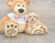 7 week old Maltipoo Puppy For Sale - Pilesgrove Pups