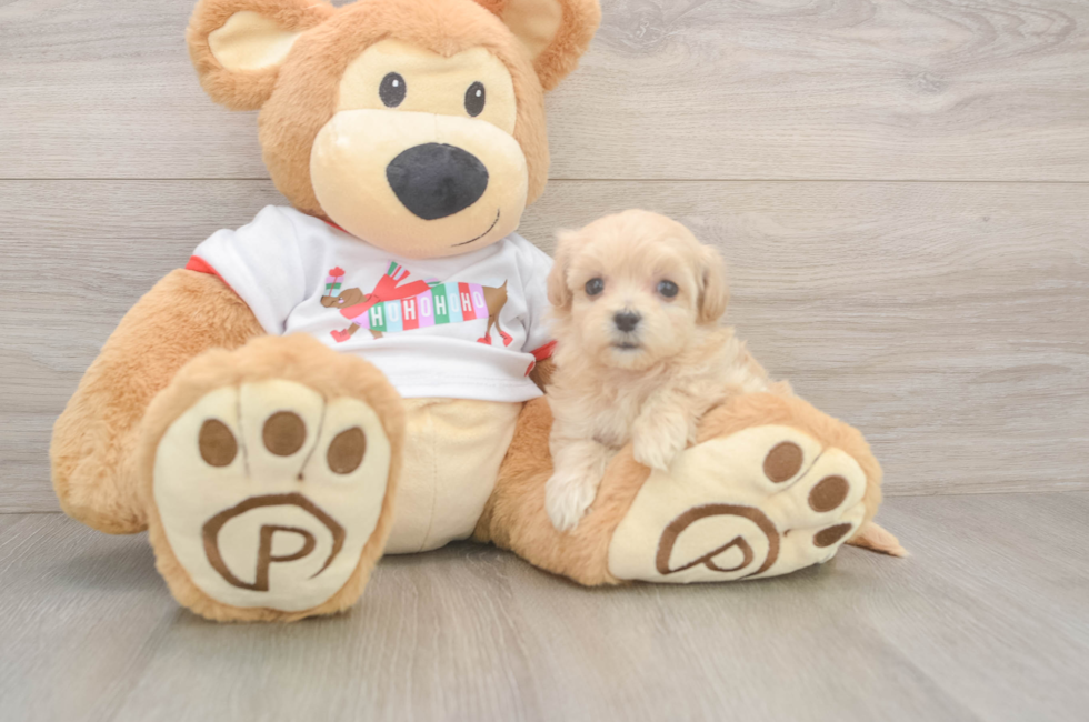 6 week old Maltipoo Puppy For Sale - Pilesgrove Pups