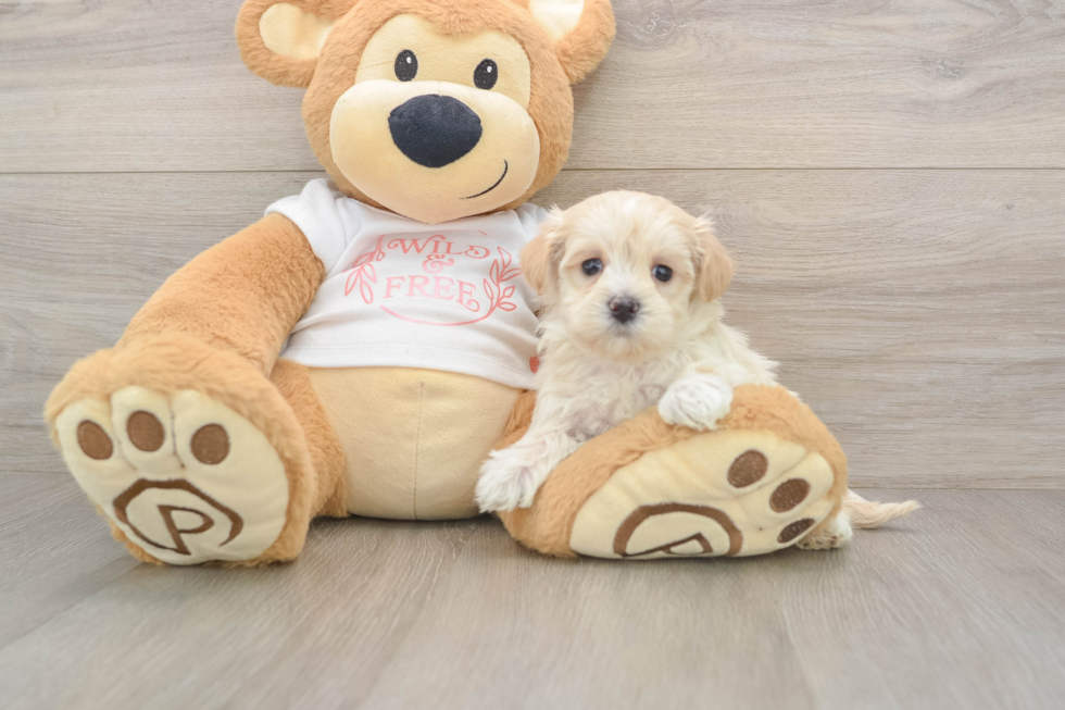 Maltipoo Puppy for Adoption