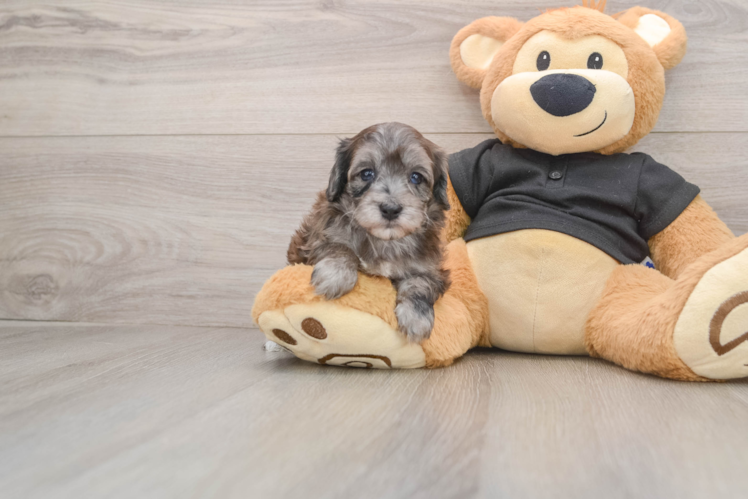 Small Maltipoo Baby