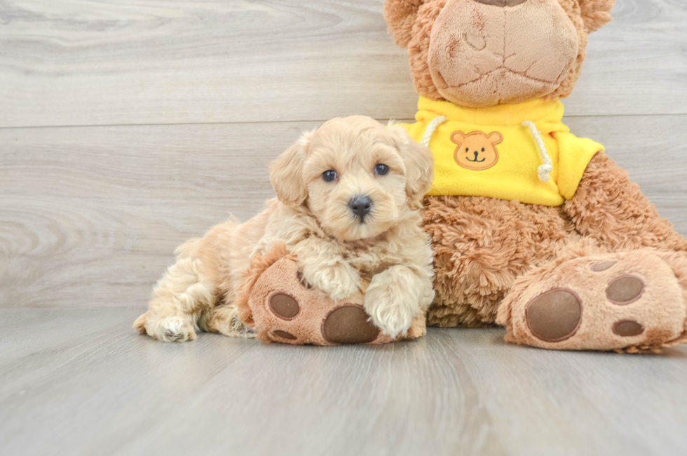 5 week old Maltipoo Puppy For Sale - Pilesgrove Pups