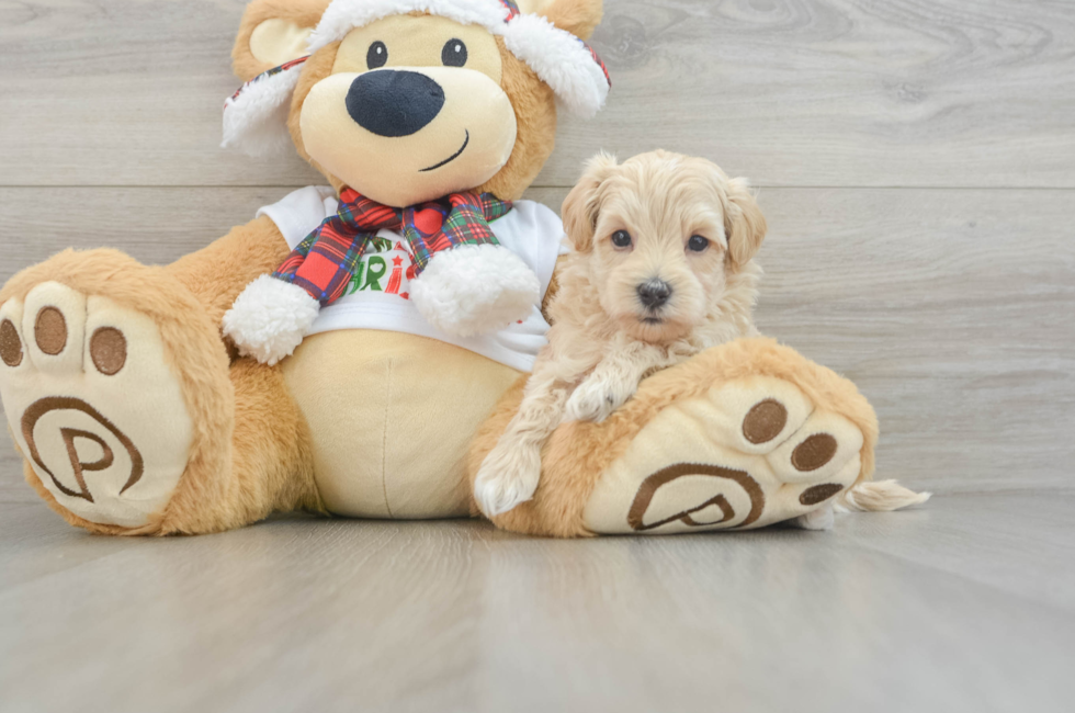 6 week old Maltipoo Puppy For Sale - Pilesgrove Pups