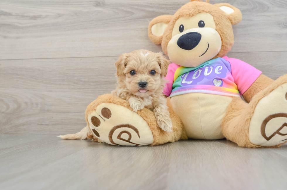 7 week old Maltipoo Puppy For Sale - Pilesgrove Pups