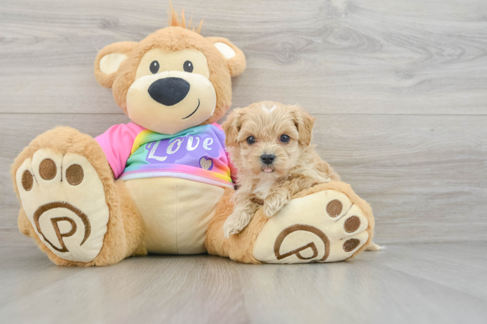 Best Maltipoo Baby